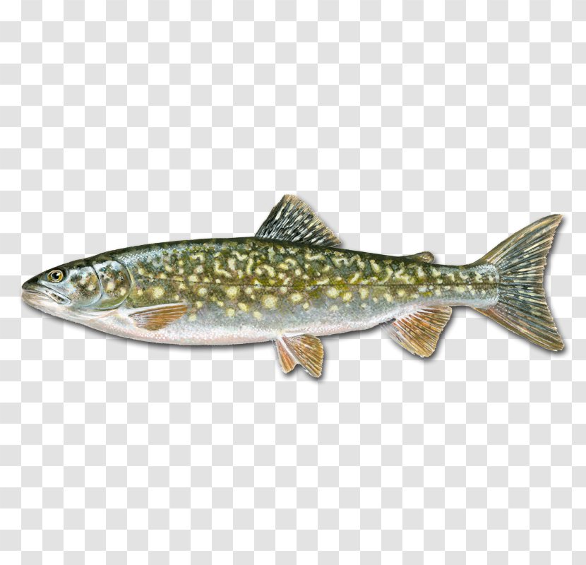 Rainbow Trout Salmon Cutthroat Grass Carp - Like Fish - Ye Transparent PNG