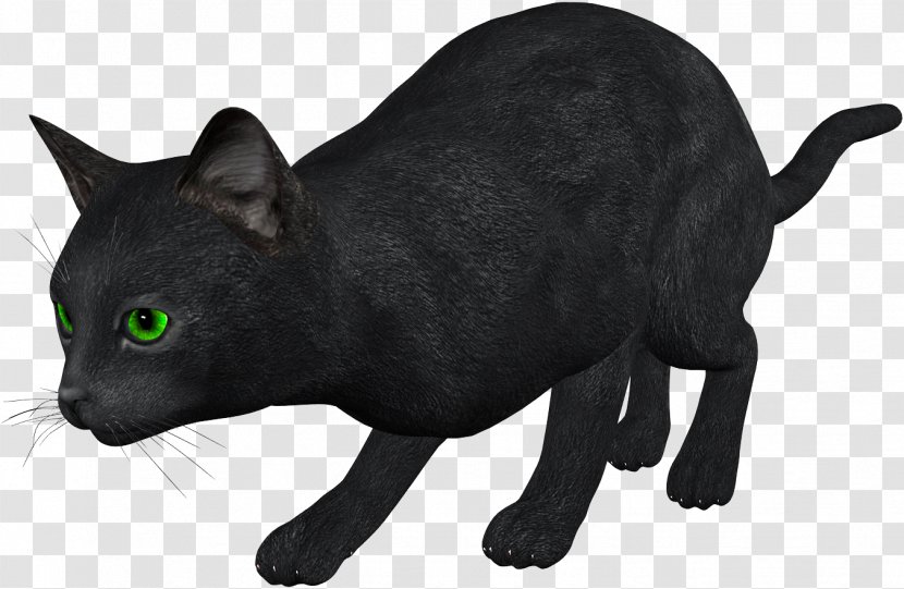Black Cat Kitten Clip Art - Tail - Cats Transparent PNG