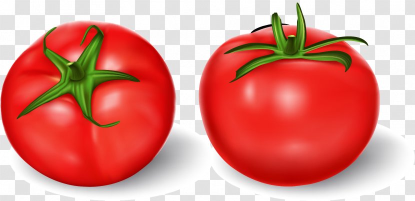 Tomato Royalty-free Vegetable Illustration - Royaltyfree - Vector Hand-painted Tomatoes Transparent PNG