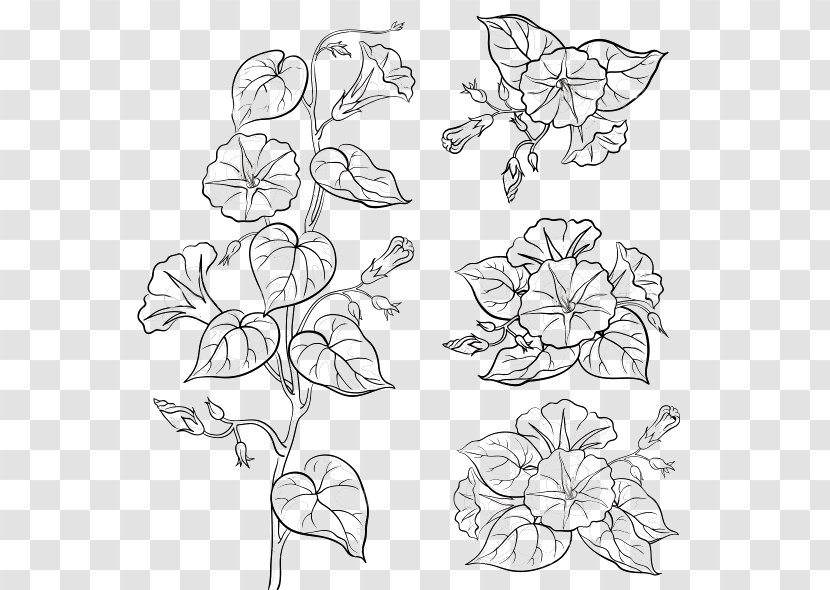 Flower Drawings Morning Glory Botanical Illustration Vector Graphics - Leaf - Leaves Black Transparent PNG