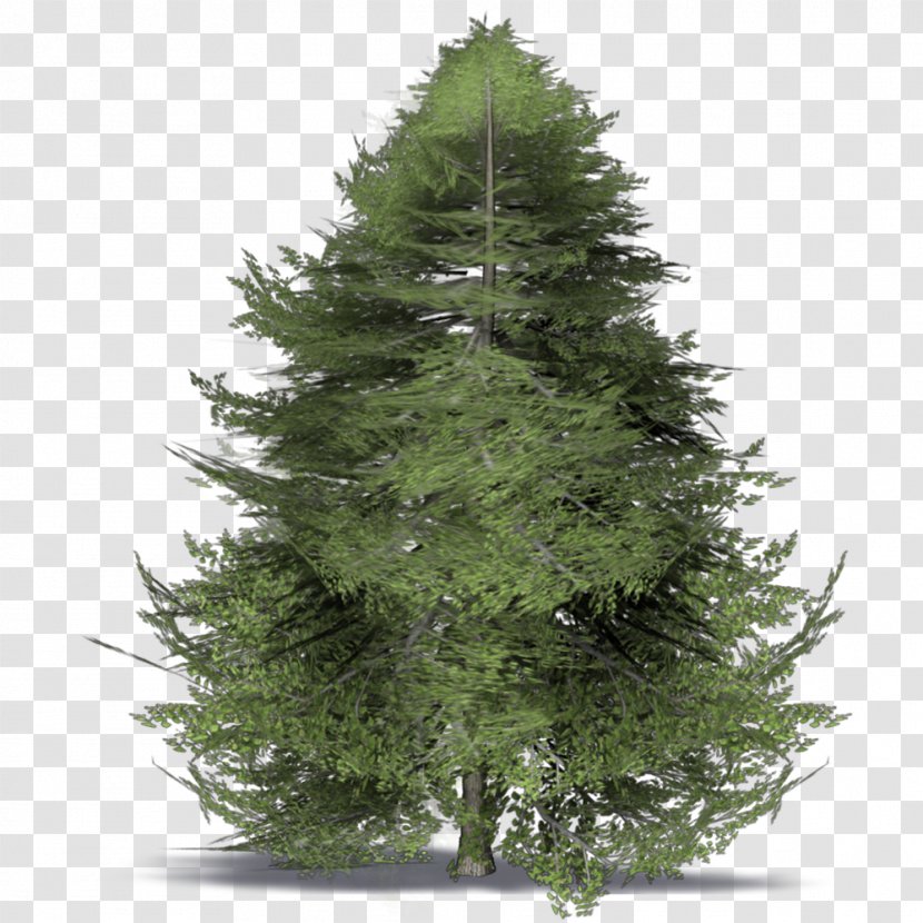 Spruce Christmas Tree Day Branch - Fir Transparent PNG