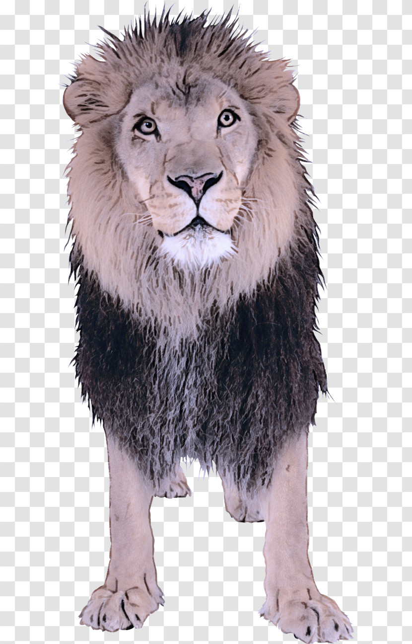 Lion Wildlife Animal Figure Masai Lion Snout Transparent PNG