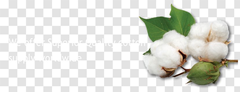 Sea Island Cotton Crop Gossypium Herbaceum Seed - Hybrid Transparent PNG