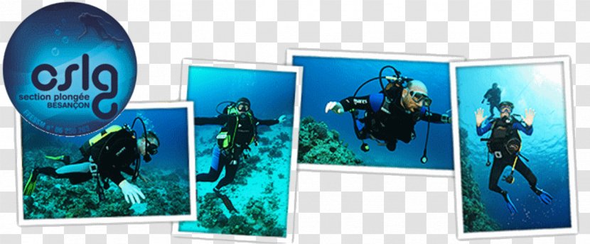 Organism Marine Biology Advertising Divemaster - PLONGée Transparent PNG