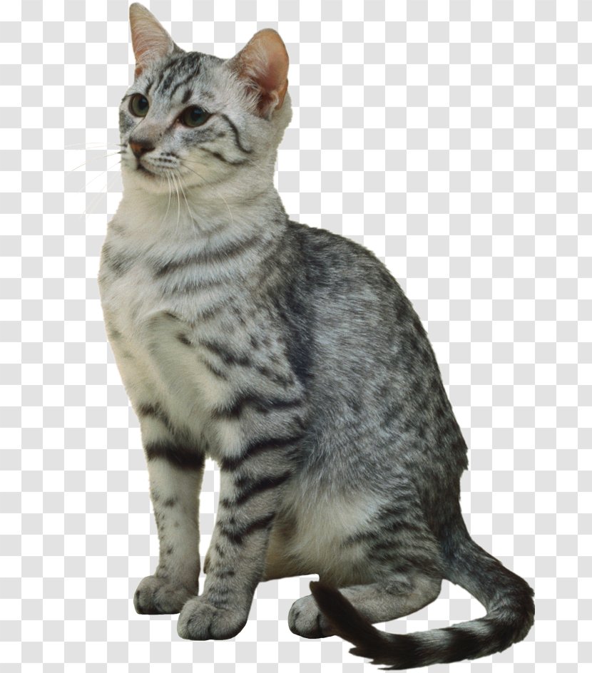 Egyptian Mau Dragon Li European Shorthair American Wirehair - Carnivoran Transparent PNG