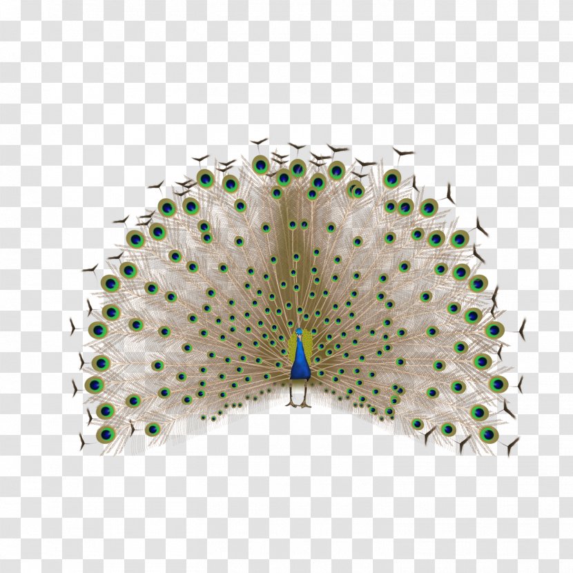 Feather Peafowl - Peacock Transparent PNG