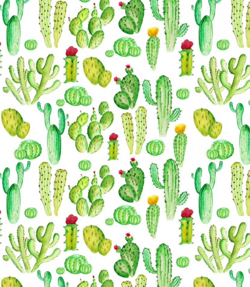 Cactaceae Succulents And Cactus Succulent Plant Desert Drawing - Flora Transparent PNG