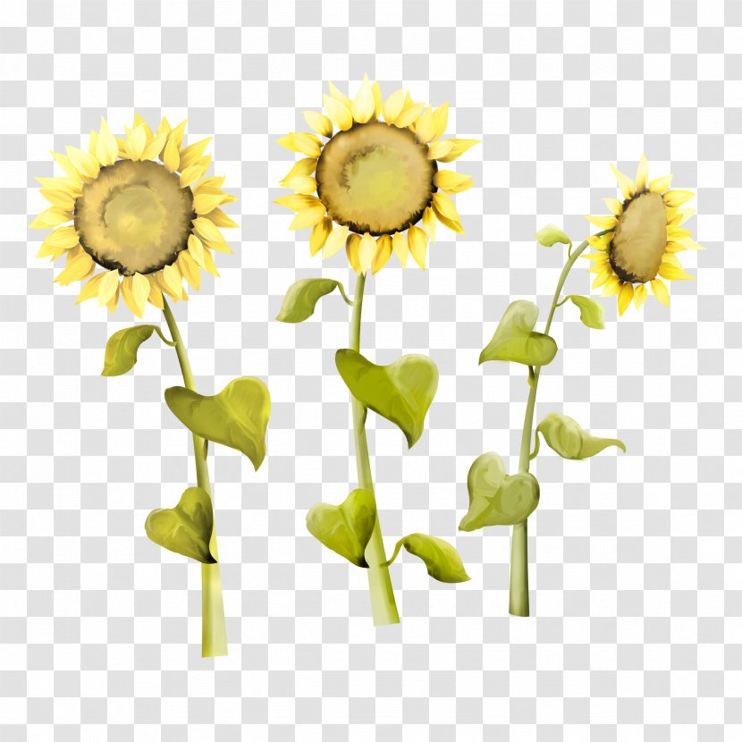 Common Sunflower Seed Kuaci Transparent PNG