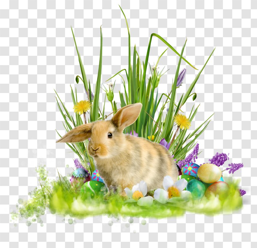 Domestic Rabbit Easter Bunny Holiday - Picture Frames Transparent PNG
