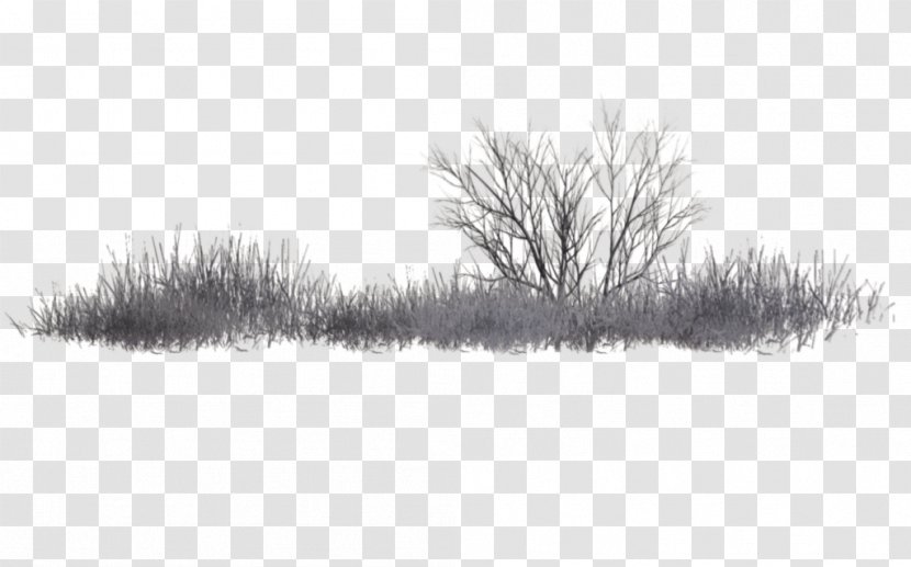 Black And White PicsArt Photo Studio Tree - Sky - Vegetation Transparent PNG