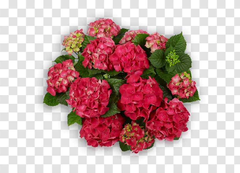 Hydrangea Cut Flowers Begonia Primrose Shrub - Family Film - Hort Transparent PNG