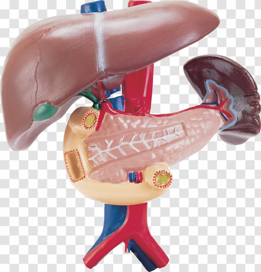 Liver Spleen Duodenum Pancreas Human Body - Frame - Organs Transparent PNG
