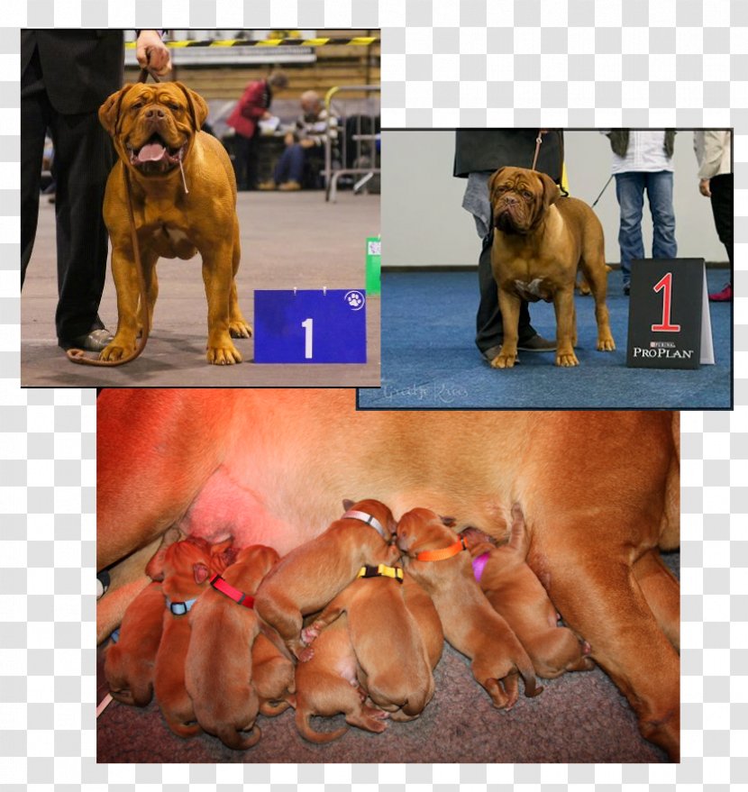 Dog Breed Dogue De Bordeaux Tosa Puppy Non-sporting Group Transparent PNG