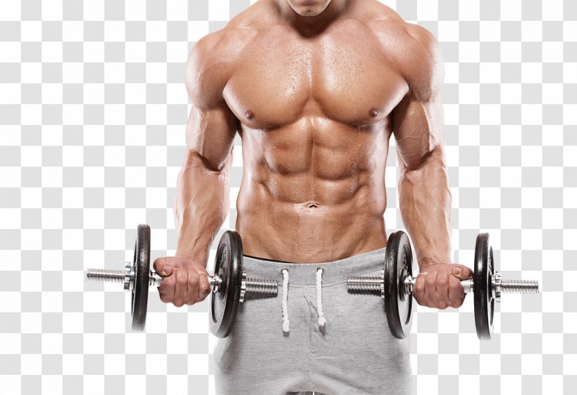 Physical Exercise Muscle Bodybuilding Fitness Centre - Frame - Muscular Transparent PNG