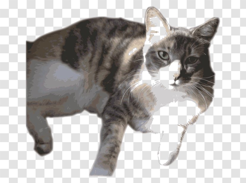 American Shorthair European Manx Cat Wirehair California Spangled - Tail - Daphne Transparent PNG