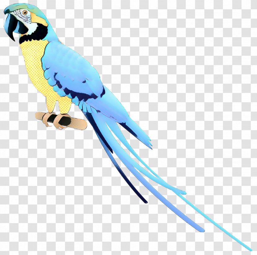 Macaw Parakeet Feather Beak Pet - Budgie - Bird Transparent PNG