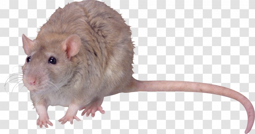 Gerbil Brown Rat Computer Mouse YouTube - 2018 - Mouce Transparent PNG