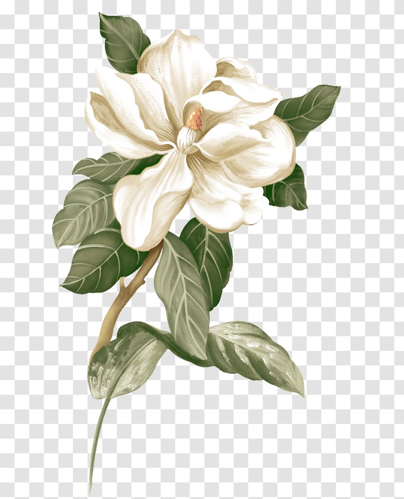 Flower Jasmine Botanical Illustration - Magnolia - Gardenia,Small Fresh,Creative Women Transparent PNG