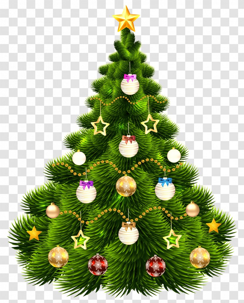 Christmas Tree - Colorado Spruce - White Pine Transparent PNG