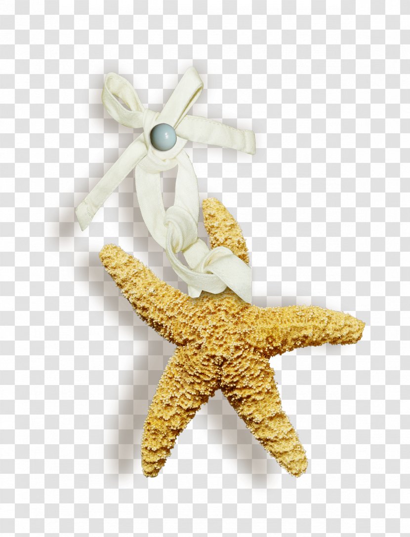 Starfish Image Clip Art Vector Graphics - Animal - Palau Transparent PNG