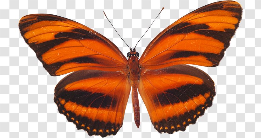 Monarch Butterfly Pieridae Moth Gossamer-winged Butterflies - Dryadula Phaetusa Transparent PNG