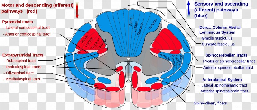 Spinal Cord Spinothalamic Tract Pyramidal Tracts Spinocerebellar Nerve - Cartoon - Spine Model Transparent PNG