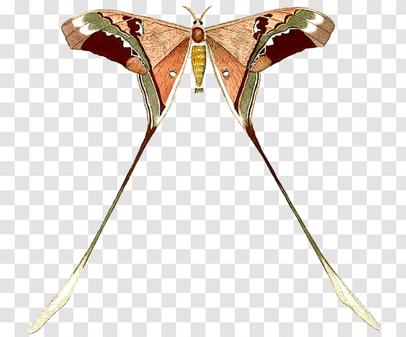 Butterfly Insect Moth Wing Clip Art - Butterflies And Moths - Whisk 14 0 1 Transparent PNG