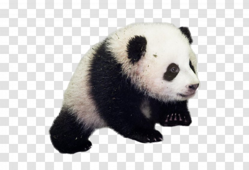 Giant Panda National Zoological Park Red Bear Diplomacy - Snout Transparent PNG