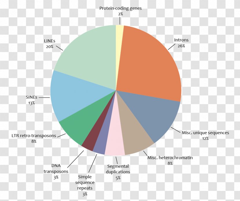 Human Genome Project Genomics Genetics - Dna - Gene Transparent PNG