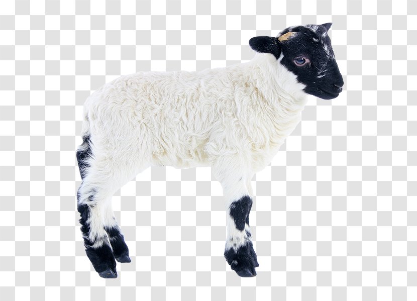 Sheep Agneau Lamb And Mutton - Online Shopping Transparent PNG