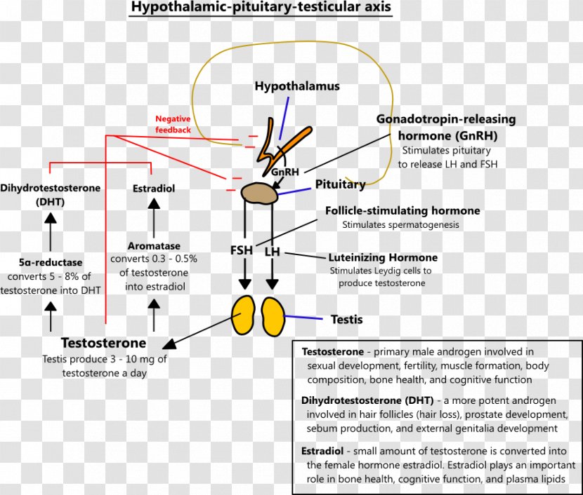 Testosterone Hypogonadism Aromatase Estrogen Androgen Replacement Therapy - Health Transparent PNG