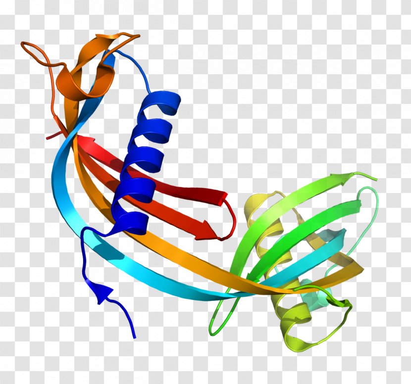 Cystatin C Immunology Renal Function Reagent Creatinine - Artwork Transparent PNG