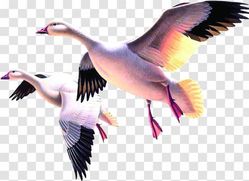 Duck Cygnini Goose - Water Bird - Flying Swan Transparent PNG