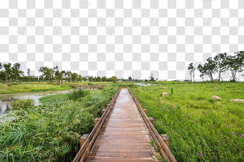 Gallery Road Walkway Wood Plank - Landscape - Green Transparent PNG