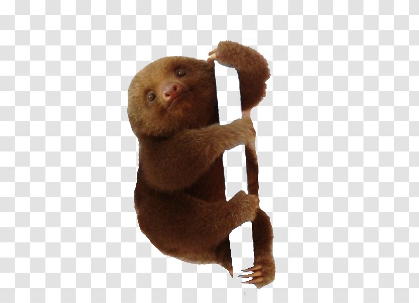 Baby Sloths Animal - Infant Transparent PNG