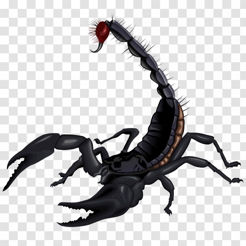 Scorpion Clip Art - Arachnid Transparent PNG