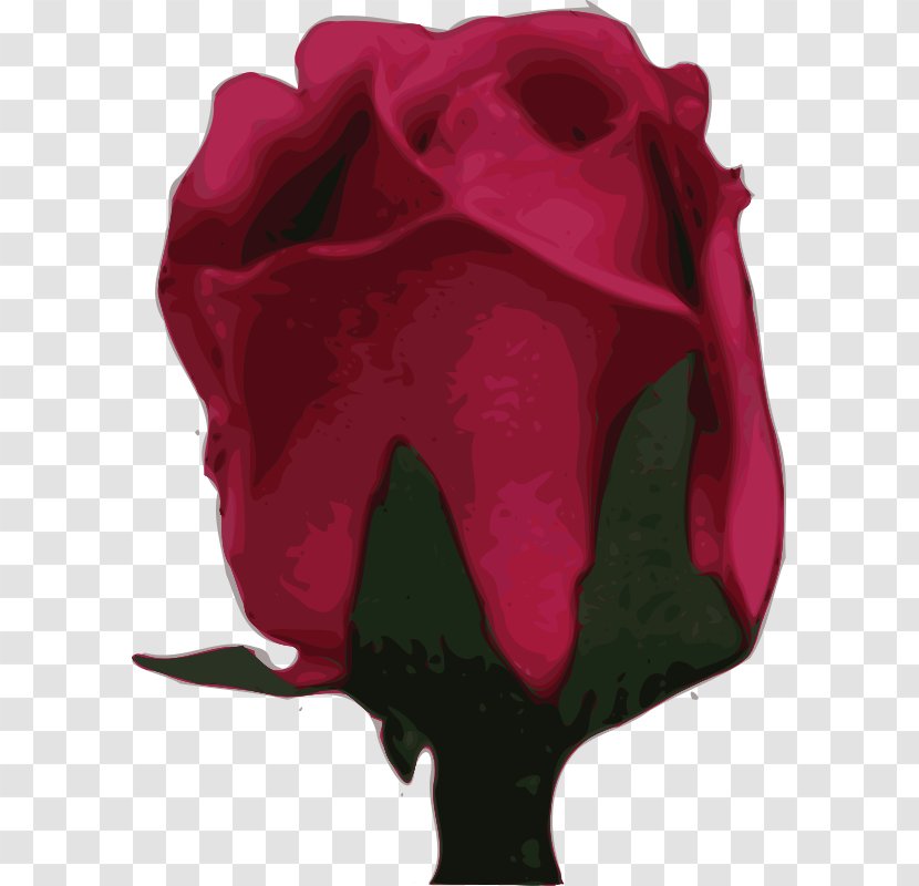 Garden Roses Flower - Petal - Rose Transparent PNG