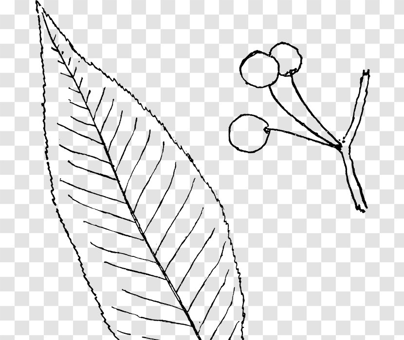 Line Art Drawing Leaf Clip - Silhouette - European Flower Vine Transparent PNG