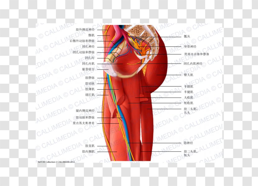 Adductor Muscles Of The Hip Nerve Anatomy - Frame - Flower Transparent PNG