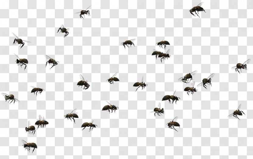 Honey Bee Swarming Insect Clip Art - Beekeeping - Bees Transparent PNG