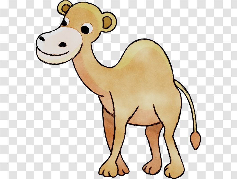 Dromedary Cattle Clip Art Bactrian Camel Mammal - Arabian - Livestock Transparent PNG