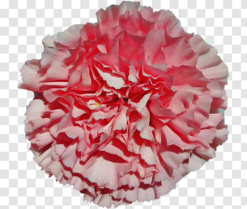 Floral Design Transparent PNG