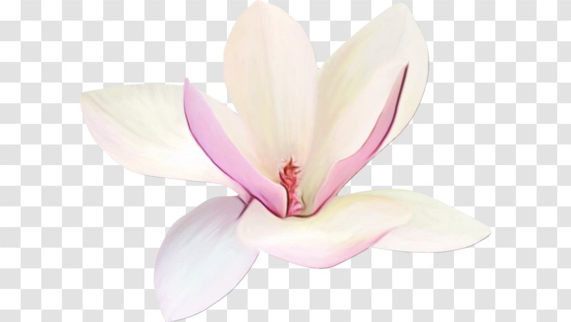 Petal Pink Flower Flowering Plant - Watercolor - Herbaceous Blossom Transparent PNG