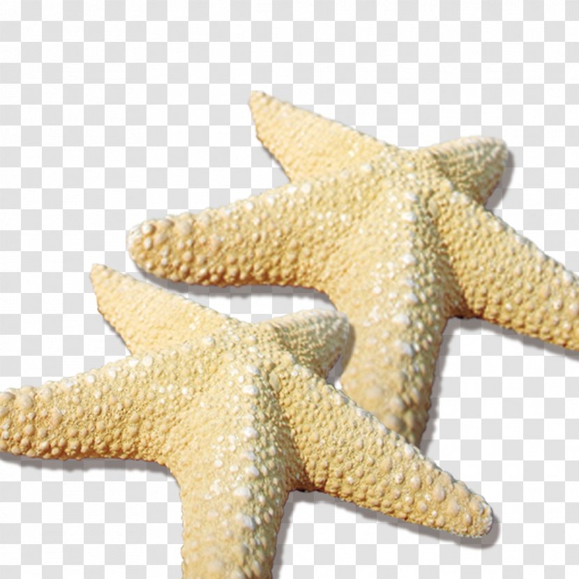 Starfish Sea Beach - Stars Transparent PNG