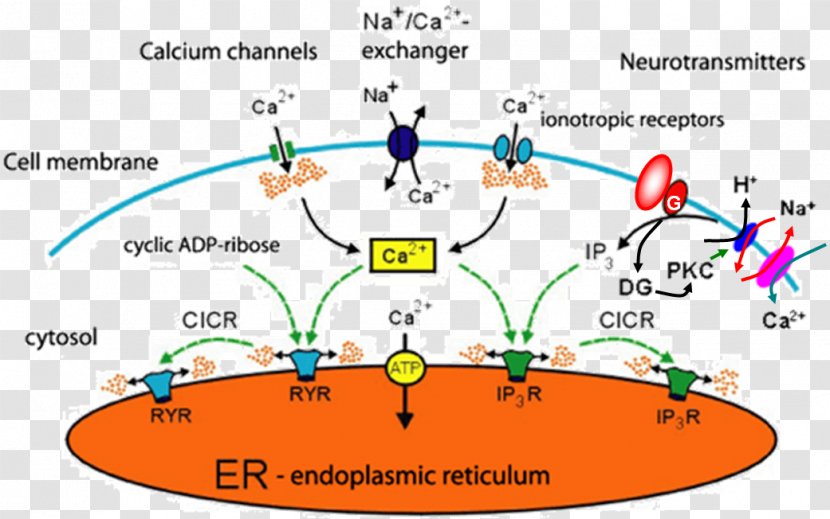 Calcium Signaling Cellular Calcium: A Practical Approach Intracellular - Calciuminduced Release - Atp Map Transparent PNG