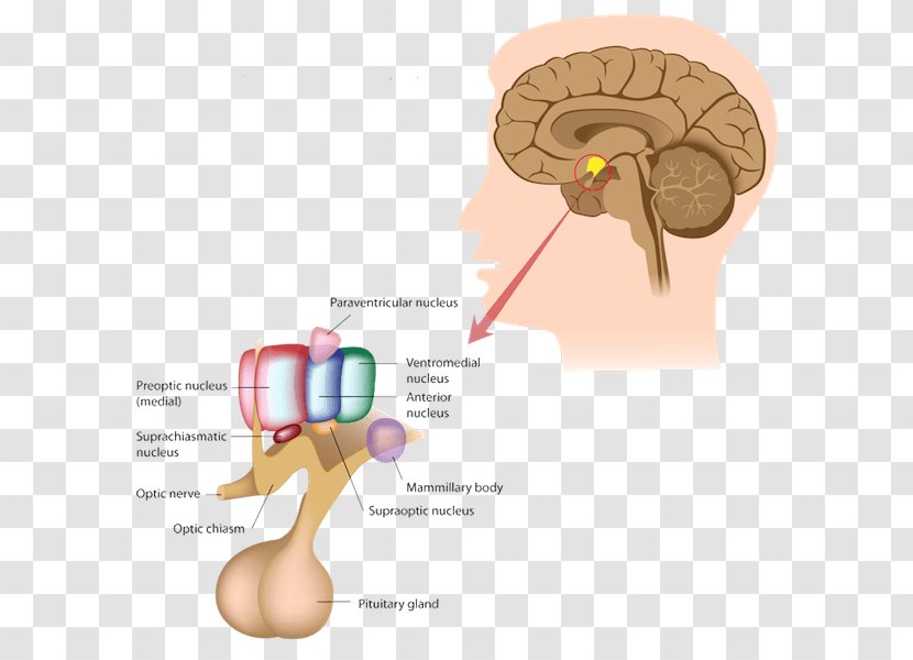 Pituitary Gland Endocrine System Anterior - Watercolor - Brain Transparent PNG