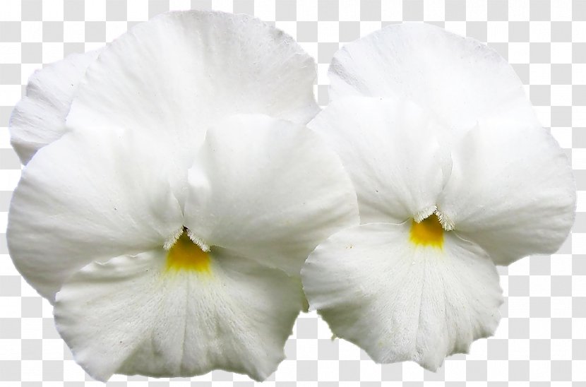 Pansy Moth Orchids - Petal - White Transparent PNG