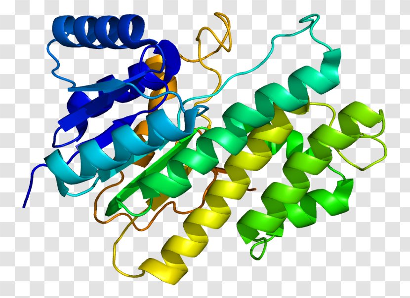 CBR1 Carbonyl Reductase Protein Gene - Silhouette - Cartoon Transparent PNG