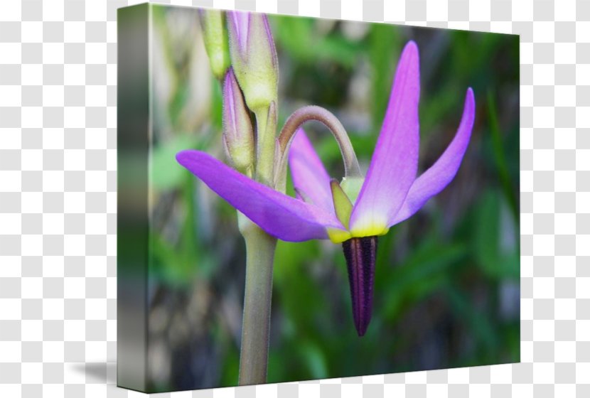 Tulip Crocus Violet Petal Close-up - Close Up - Kind Shooting Transparent PNG