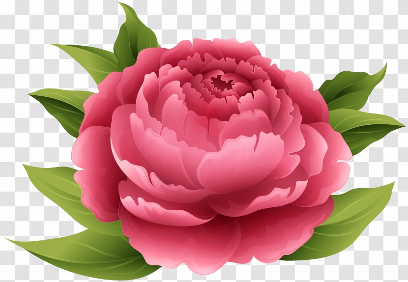 Peony Pink Flowers Clip Art - Flowering Plant - Red Image Transparent PNG